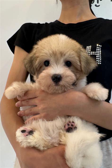 MIGNON - FEMALE (COTON DE TULEAR) – Kim's Pups