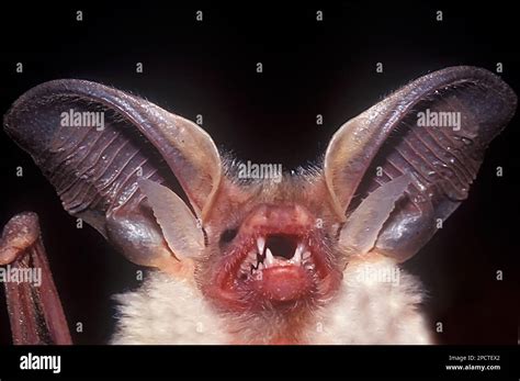 desert long eared bat  res stock photography  images alamy