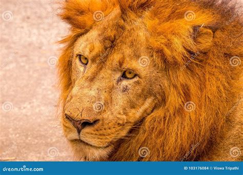 Asiatic Lion with Fearless Look Stock Photo - Image of asiatic ...