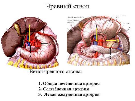 ЛЕЧЕБНО-ПРОФИЛАКТИЧЕСКИЙ ФАКУЛЬТЕТ Занятие 4 Артерии туловища 1 Артерии