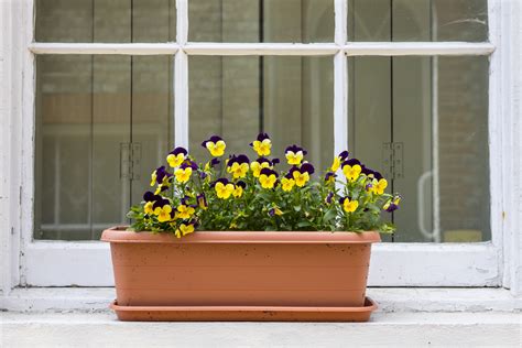 Pansy Sale | News Library | Boone County Hospital