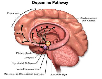Substantia Nigra - Physiopedia
