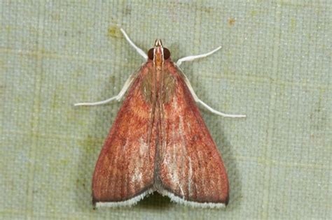 eumorphobotys  bukit fraser  bukit fraser pahang malaysia