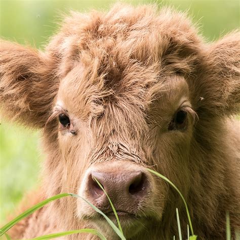 protecting animals  education animal equality blog animal