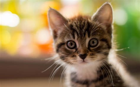 Download Kitty Pictures | Wallpapers.com