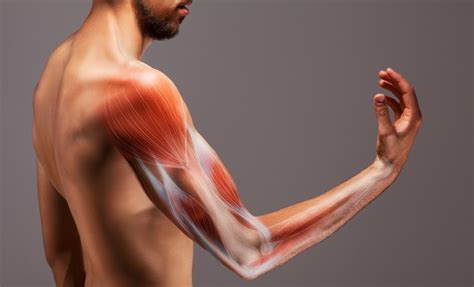 treating biceps tendonitis  manchester burnley mymsk