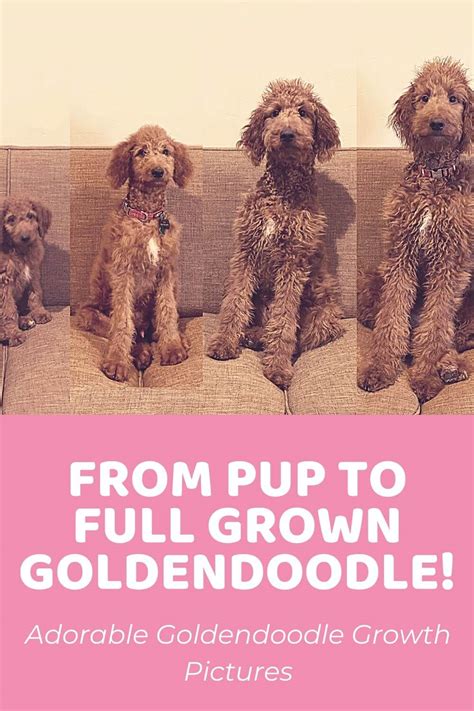 pup  full grown goldendoodle goldendoodle growth pictures