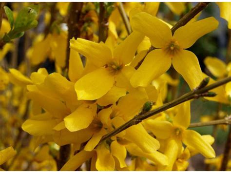 Форзиция кустарник - Много фото - treepics.ru