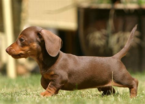 Miniature Dachshund Facts, Info, Temperament, Puppies, Pictures