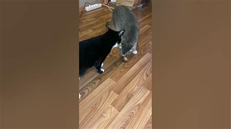 кошки дерутся - YouTube
