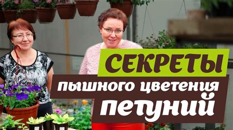 КАК ДОБИТЬСЯ ПЫШНОГО ЦВЕТЕНИЯ ПЕТУНИЙ? - YouTube