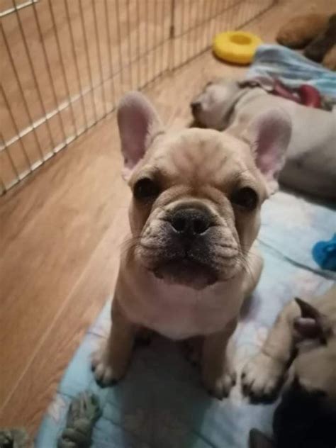 Francoski Buldog