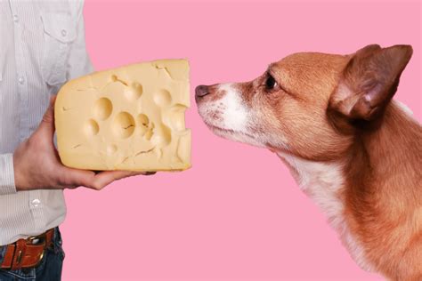 Can dogs eat cheese?