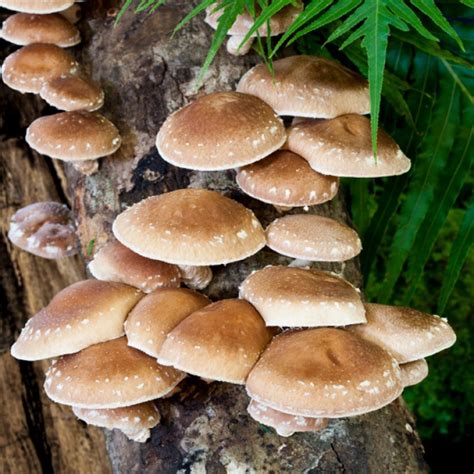 Шиитаке (Lentinula edodes) фото и описание