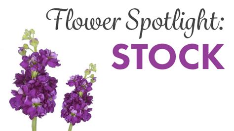 Flower Spotlight: Stock