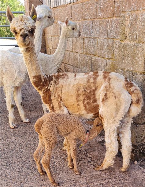 cria uk alpaca