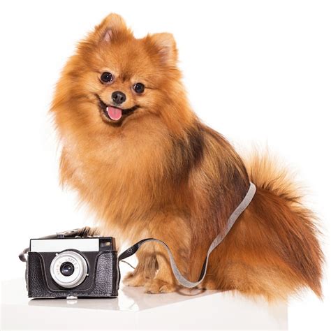 Dog Images - Free Download on Freepik