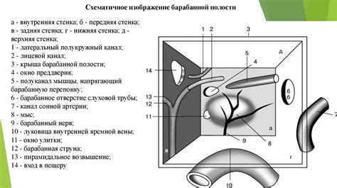 Клиническая анатомия, физиология среднего уха. Особенности строения у ...