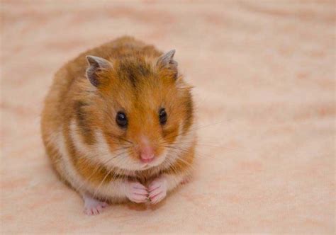 Hewan Hamster - Homecare24