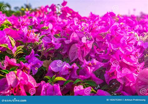 Beautiful Pink Paper Flower, Bougainvillea Shiny Flowers with ...