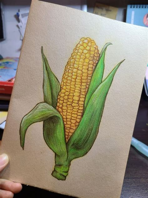 (2) Corn - watercolour & pencil : drawing | Cool art drawings, Pencil