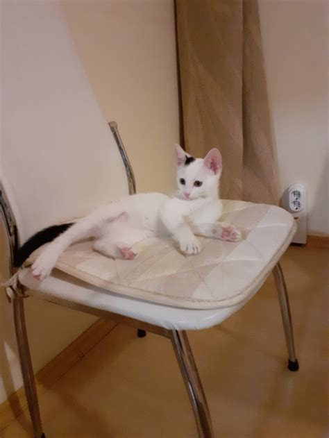 Малко коте