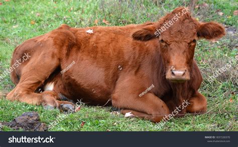 128 South Devon Cattle Images, Stock Photos & Vectors | Shutterstock