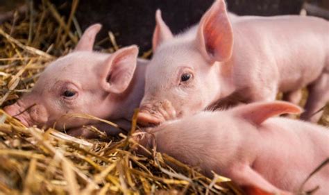В Україні дорожчає свинина живою вагою – AgroNews