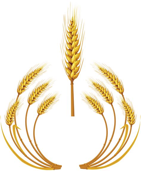 Wheat PNG transparent image download, size: 5221x6312px