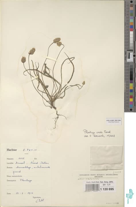 Plantago ovata Forssk. (BR0000011206958) | Zenodo