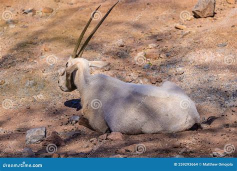 Portrait of the Arabian Oryx with Separated Horns, Antelope Family. Stock Photo - Image of horns ...