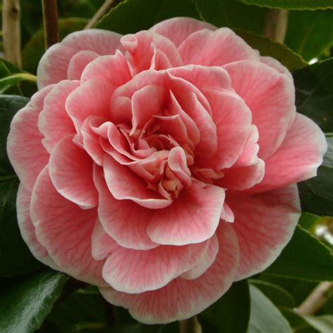 Градинска камелия - засаждане и грижи на открито - flower.desigusxpro.com