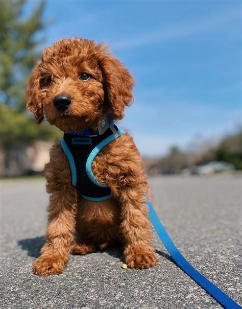 How Fast Should Puppies Breathe