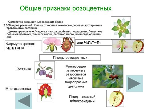Школьный атлас-определитель цветковых растений - презентация онлайн