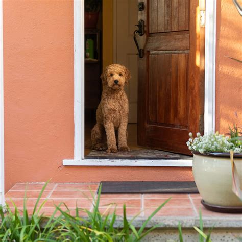 How to Successfully Adopt a Dog From a Rescue or a Shelter - PetHelpful