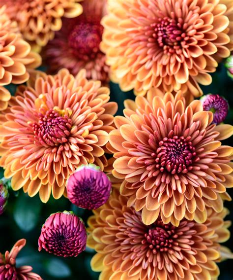 What Flowers Do Ants Hate at Paul Caison blog