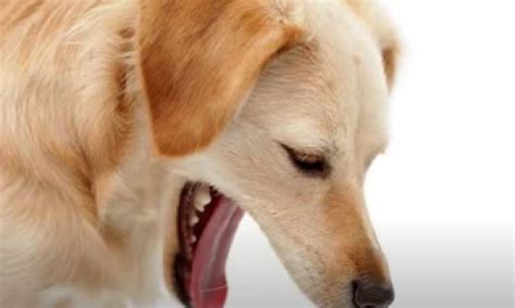 Want to Know the Reasons Why Dogs Sometimes Throw Up Yellow Foam ...