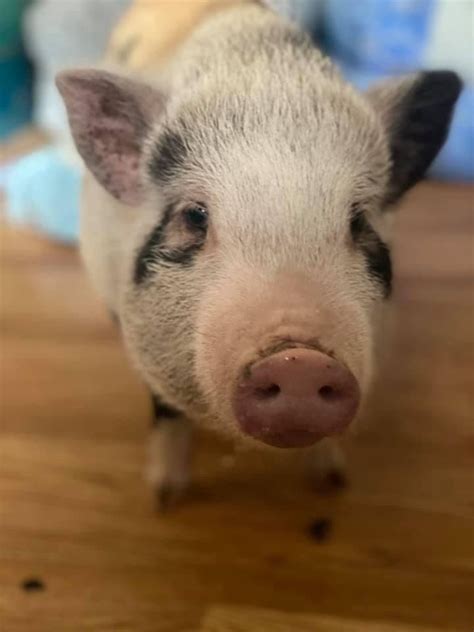 piggy animals animales animaux animal animais