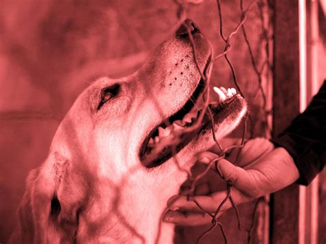 Rabies: What is the viral infection, is it always fatal and what risk ...