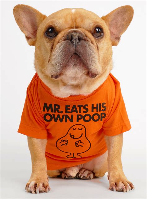 Why Does My French Bulldog Eat His Own Poop