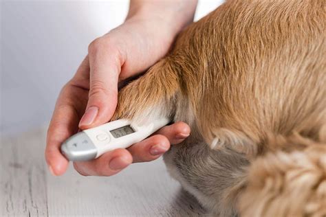 How to Take a Dog’s Temperature: Vet Approved Steps | Hepper Pet Resources