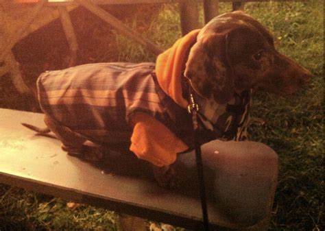 dachshund coat i made : Dachshund