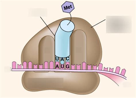 Protein Synthesis Diagram | Quizlet