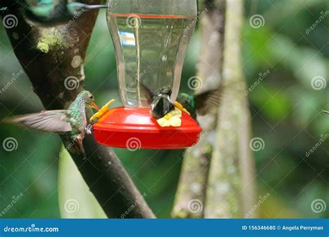 Female Green-crowned Brilliant Hummingbirds in Flight Stock Photo ...