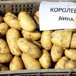 Сорт картофеля «Королева Анна» – описание и фото