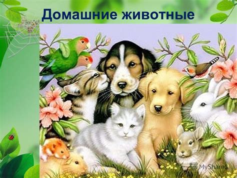 Презентация на тему: "Домашние животные". Скачать бесплатно и без ...