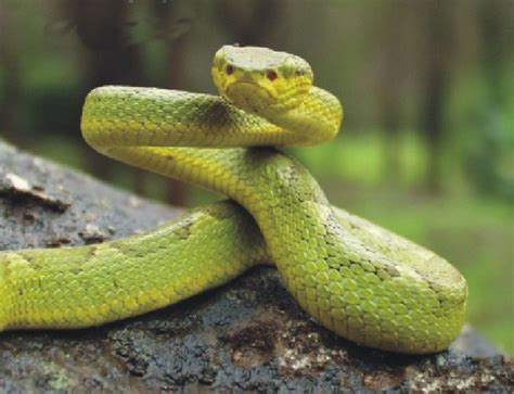 Trimeresurus gramineus Bild02