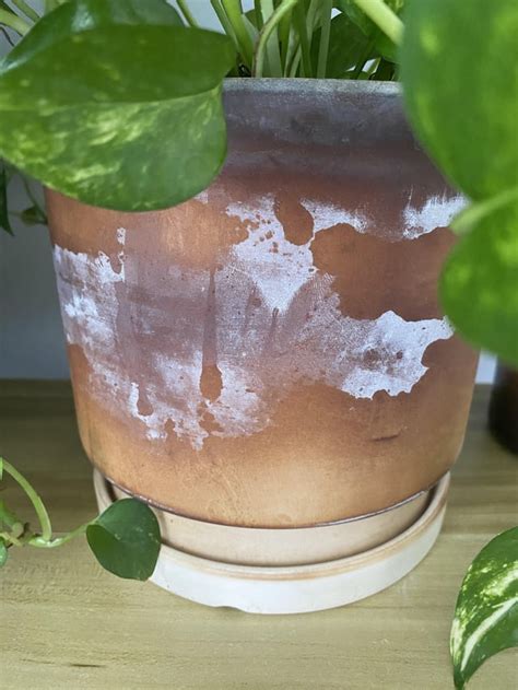 What is this on my plant pot? Mold? : r/plantclinic