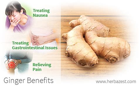 Ginger Health Benefits | HerbaZest