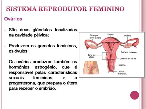 Comunidade Maria Penedo: Aula sistema reprodutor Masculino e Feminino ...